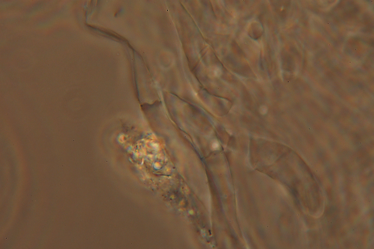 Mah...mi da l''idea di un Clitopilus...